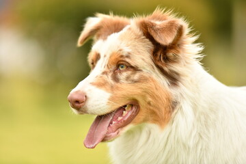 Beautiful australian shepherd