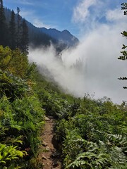 fog in the mountains