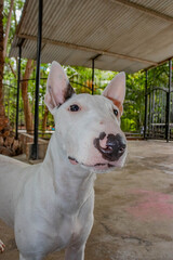 portrait of a bull terrier