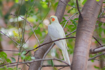 cockatoo on a branch
