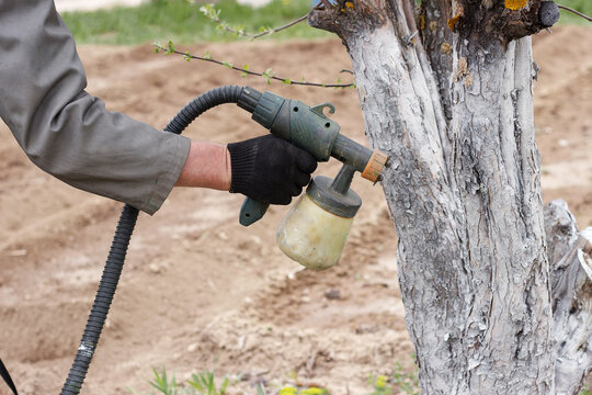 Spring work in the garden. Gardener's hand close up. Whitewashing fruit tree trunks with lime to protect against heat, sun, fungi, diseases and pests. Painting trees with a spray gun.