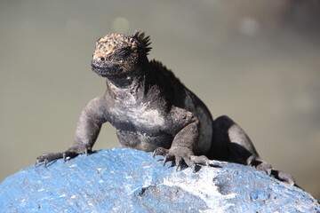 Marine Iguana(s) on the Galapagos Islands.