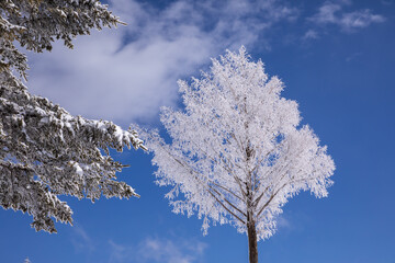 冬の山での景色青空と　樹氷　霧氷をした綺麗な木