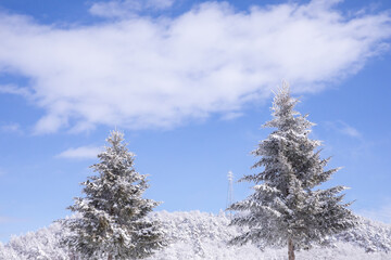 冬の山での景色青空と　樹氷　霧氷をした綺麗な木