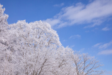 冬の山での景色青空と　樹氷　霧氷をした綺麗な木