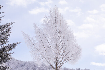 冬の山での景色青空と　樹氷　霧氷をした綺麗な木