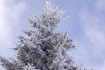 冬の山での景色青空と　樹氷　霧氷をした綺麗な木