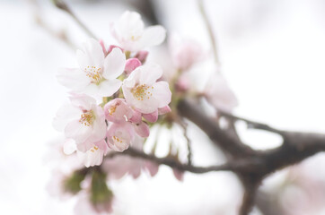 満開の桜のマクロ