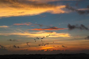 夕焼けの空を飛ぶ野鳥の群れ