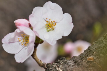 桜の花マクロ