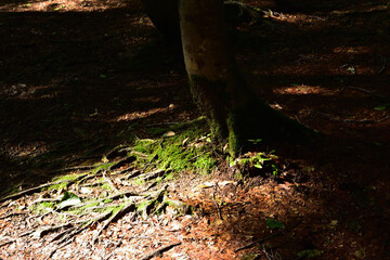 新緑の中のブナ林