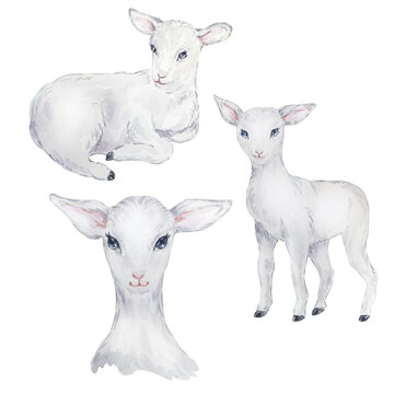 Watercolor illustration set of white lamb, Easter image