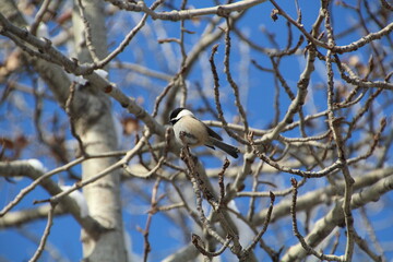Chickadee On The Branch, Gold Bar Park, Edmonton, Alberta
