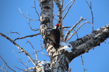 Woodpecker Looking For Food, Gold Bar Park, Edmonton, Alberta