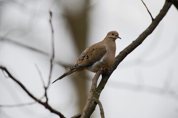 Mourning Dove on branch in Louisiana