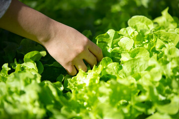 person holding a fresh lettuce