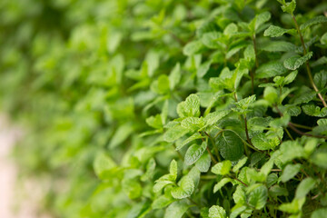 mint leaves in the garden