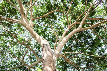 Fototapeta premium Bokeh shot from under the large olive tree, the large olive tree shade the afternoon sun.