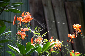 Solar summer morning.Bright orange lilies with narrow petals in claret points.In total in a web...