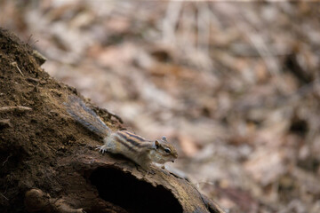 シマリス Chipmunk	