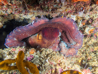 Day octopus (Octopus cyanea), also known as the big blue octopus nestled in coral reef in tropical coral reef near Anilao, Philippines.
