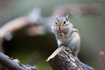 シマリス Chipmunk	