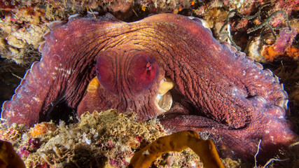 Day octopus (Octopus cyanea), also known as the big blue octopus nestled in coral reef in tropical coral reef near Anilao, Philippines.