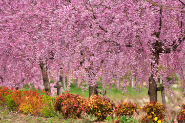 川べりでピンクに咲き誇る桜並木