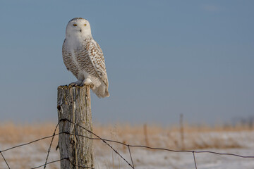 Snowy Owl on a Post 