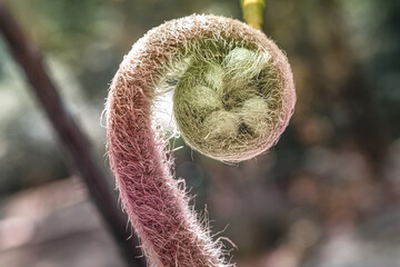 young of green fern growing in the forest