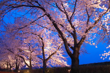満開に咲く夜桜の花見