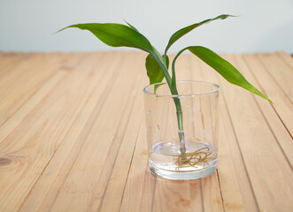 Lucky Bamboo cutting in water - Dracaena sanderiana. How to take care of lucky bamboo concept