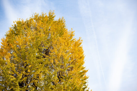 秋の空に映えるイチョウの大木