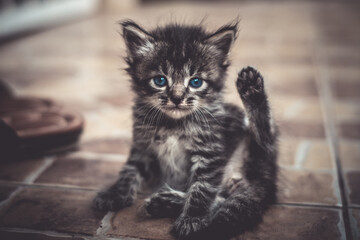 Cute blue eyed kitten saying hi