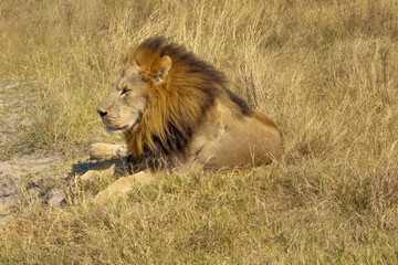 Male lion relaxing on savannah in Masai mara Game Reserve, Kenya