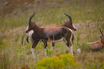 Antelopa grazing in a provate game reserve, South Africa.