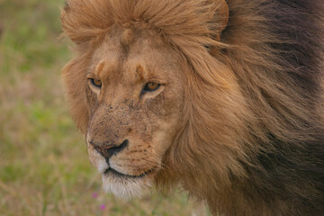 Naklejka na ściany i meble Male lion relaxing on savannah in Masai mara Game Reserve, Kenya