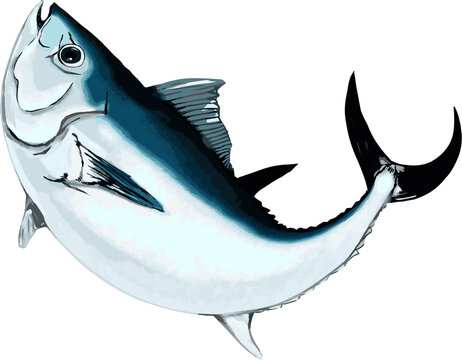 リアル魚イラスト のストック写真 ロイヤリティフリーの画像 ベクター イラスト Adobe Stock