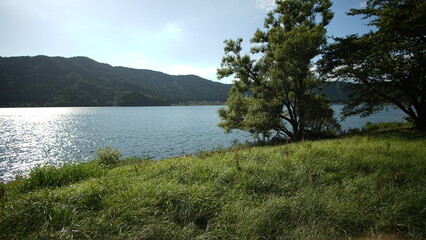 余呉湖と木