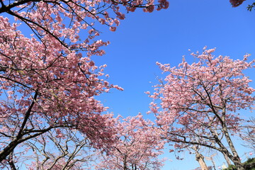 河津桜の風景