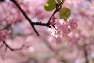 河津桜の風景