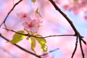 Fototapeta na wymiar 河津桜の風景