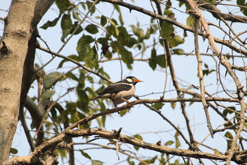 Asian Pied Myna Sitting on a branch of tree