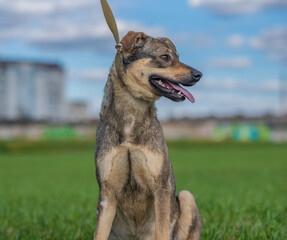 Homeless dog on a leash in the grass on the field in summer.