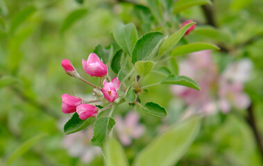 Pink apple blossom bud close-up. Background, postcard, blooming in spring.