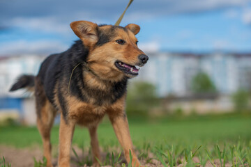 Homeless dog on a leash in the grass on the field in summer.