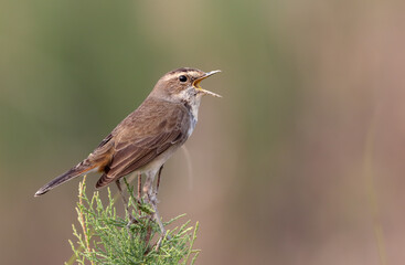 Bluethroat on a branch