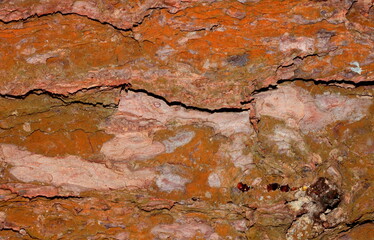 Natural woody background. Tree bark close up. 