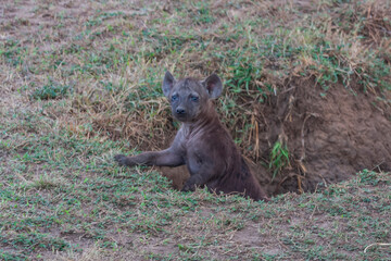 Lone spotted haina cub in Masai Mara Game Reserve, Kenya