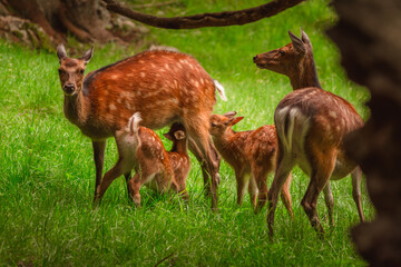 Obraz premium Parc du Merlet, Chamonix, haute Savoie
